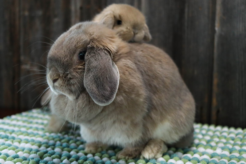 Hook S Hollands Holland Lop Does Ohio Holland Lops