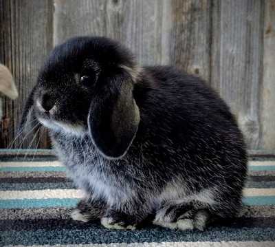 black and white holland lop bunny