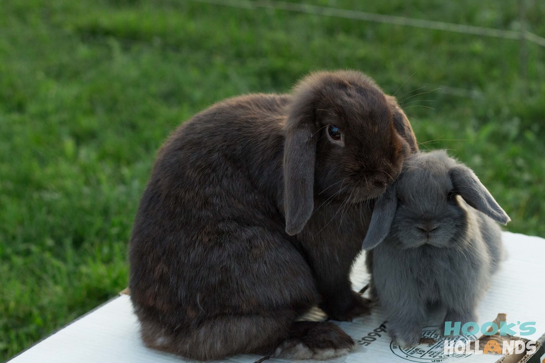 Bonding new bunny buddies